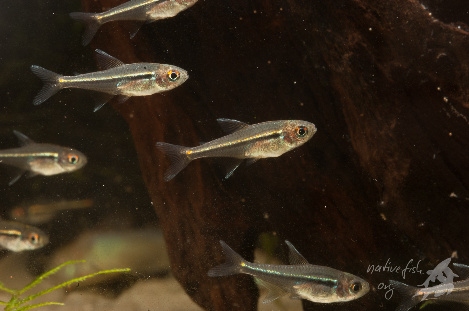Jungfische von Hyphessobrycon heterorhabdus