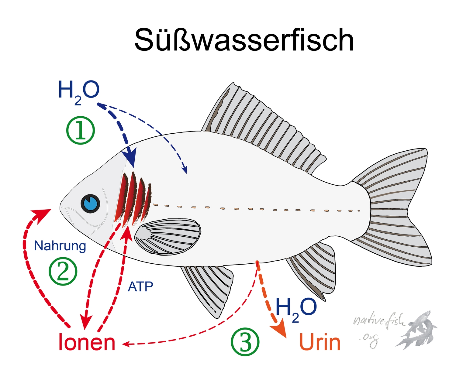 Osmoregulation und Ionenregulation bei Süßwasserfischen