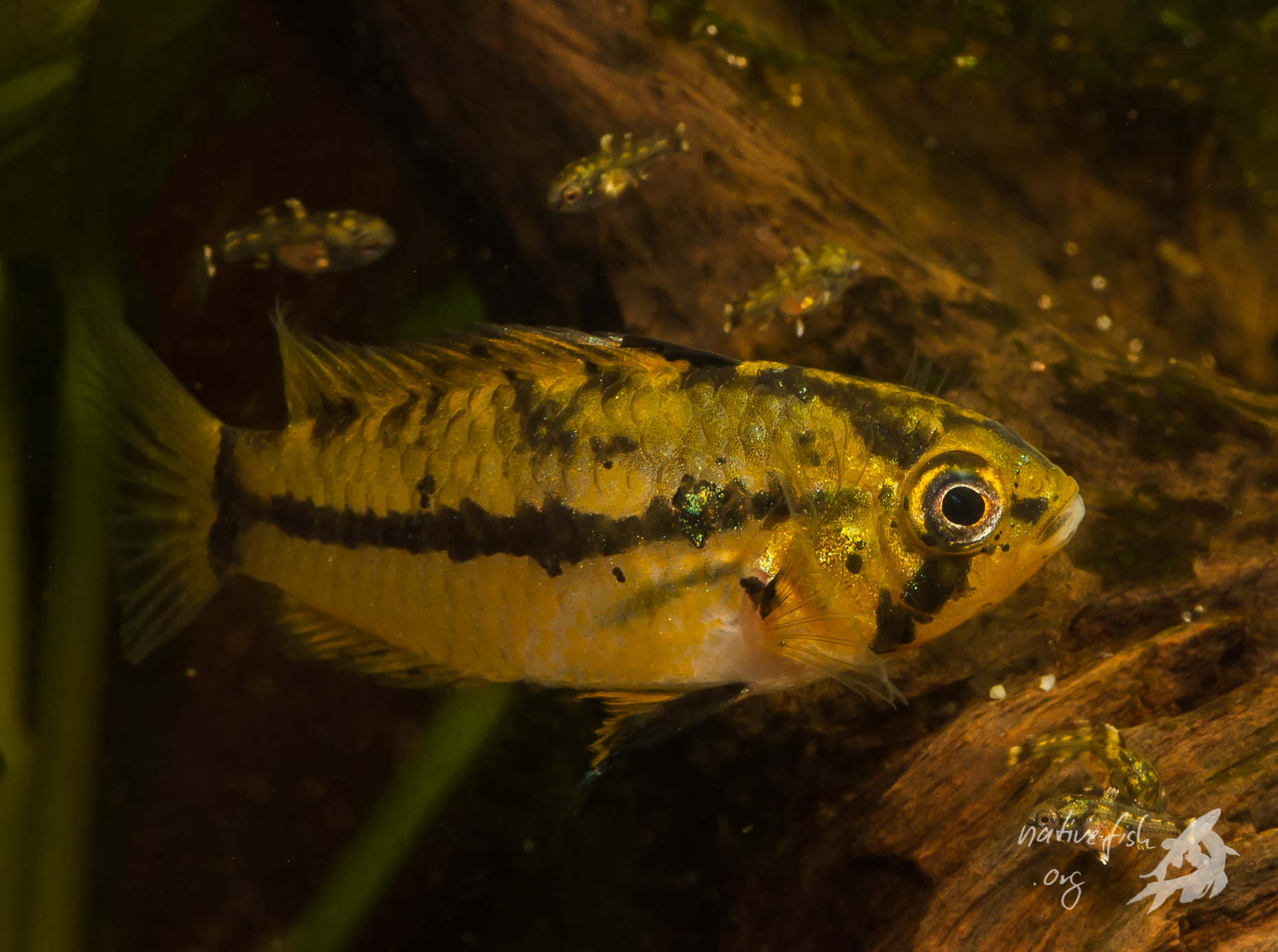 Jungfische und Weibchen von Apistogrammoides pucallapensis