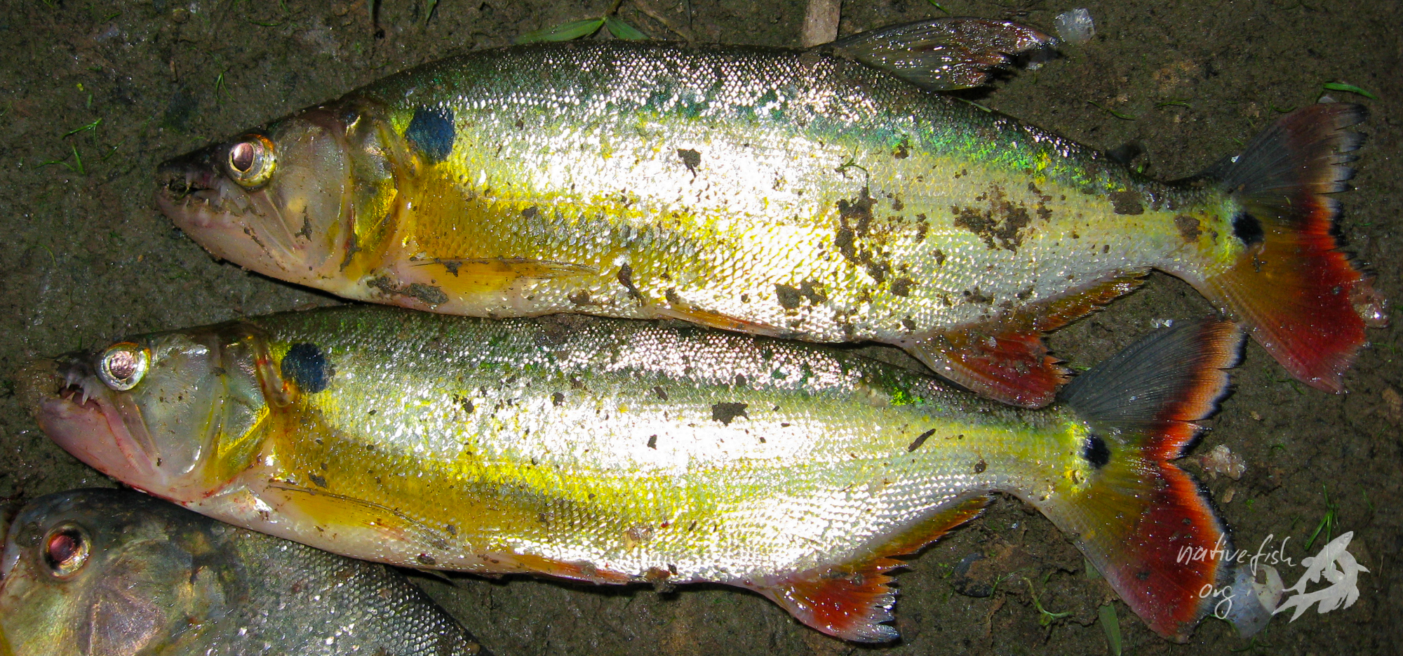 Fische zum Essen Acestrorhynchus