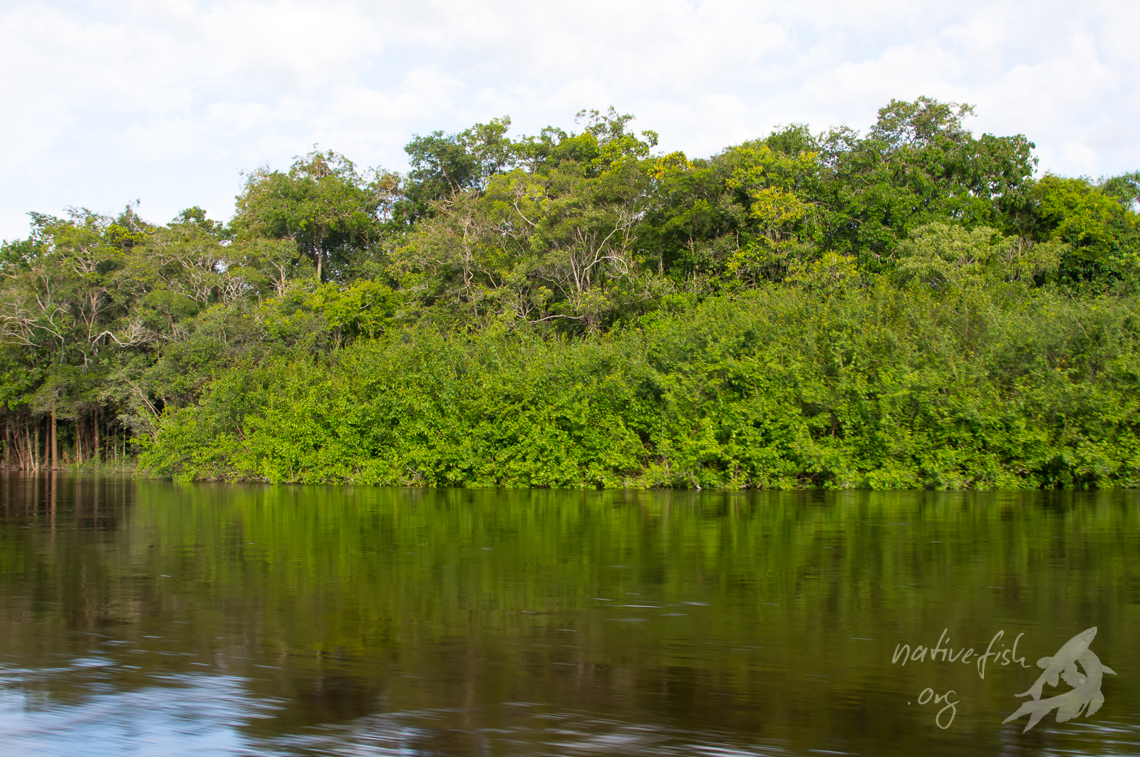 Ufer des Cano Bocon in Kolumbien. Bild Dr. Stefan K. Hetz
