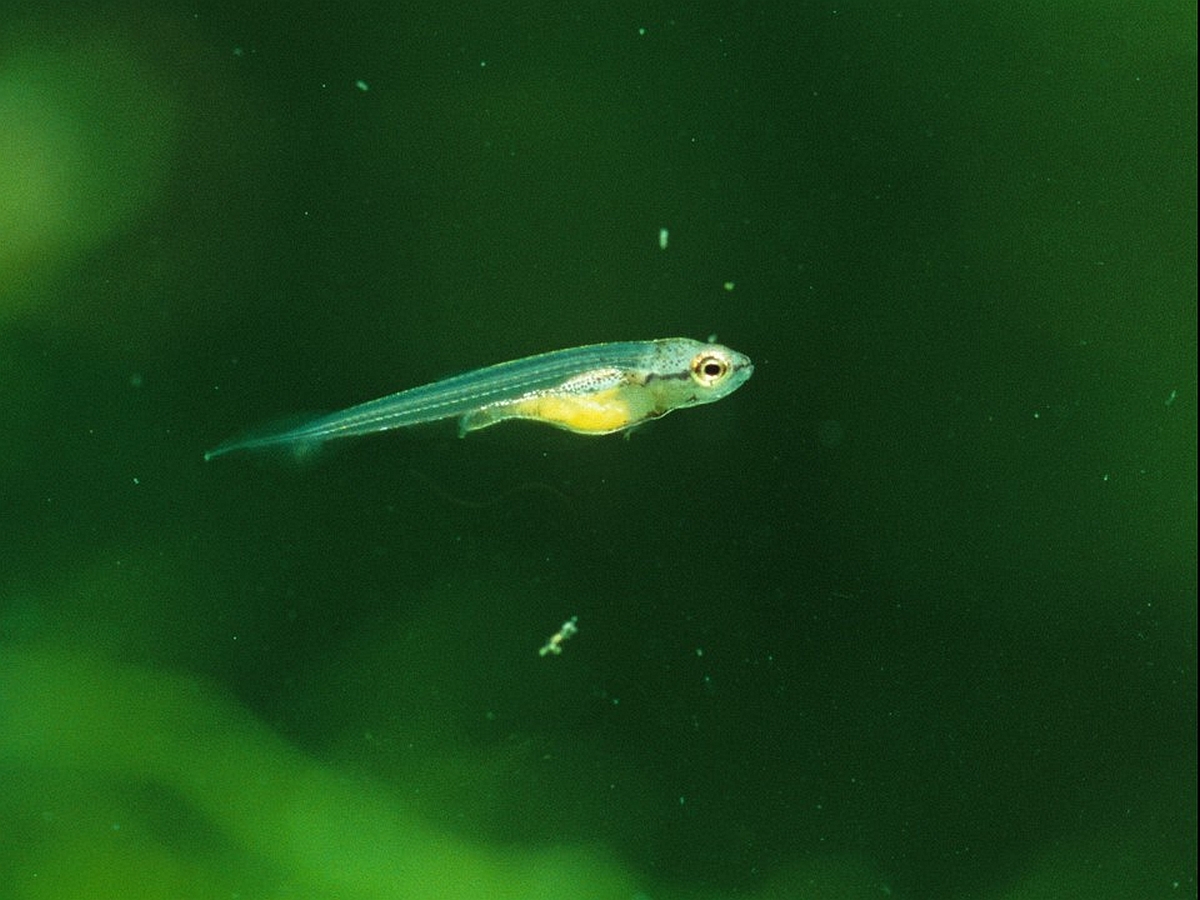Freischwimmender Jungfisch von Copella arnoldi