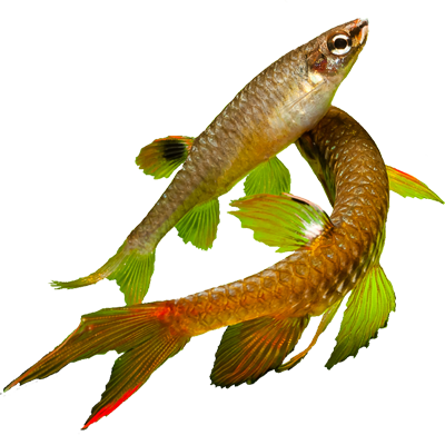 native-fish.org